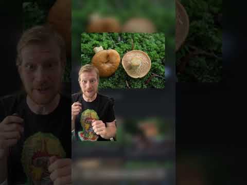 5 Easy to Identify Beginner Edible Mushrooms You Can Forage For This Summer