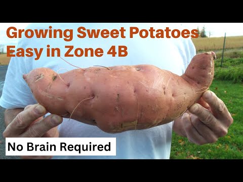 Growing Sweet Potatoes Easy in Zone 4B -- No Brain Required