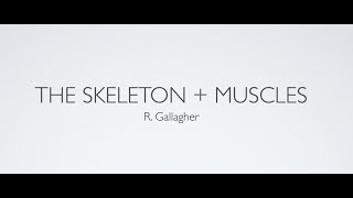 Skeleton and Muscles