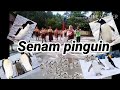 Senam Pinguin