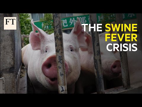 Why the spread of African swine fever is a human crisis I FT