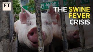 Why the spread of African swine fever is a human crisis I FT