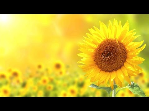 Peaceful Music, Relaxing Music, Instrumental Music, "Nature's Seasons" by Tim Janis