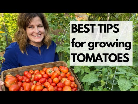 BEST TIPS for growing TOMATOES: No gimmicks, just fundamental principles for GREAT TOMATOES.