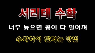[텃밭농부 2,093]  옹골차게 잘 익은 서리태. 수확하여 말리는 방법 #서리태재배