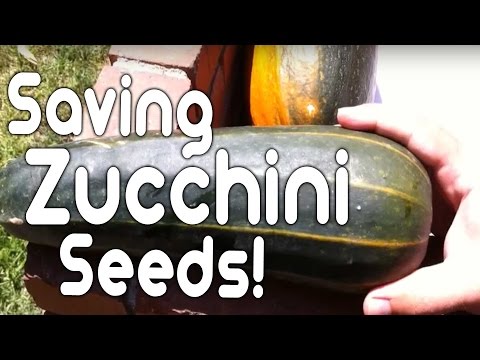 , title : 'Saving zucchini seeds!'