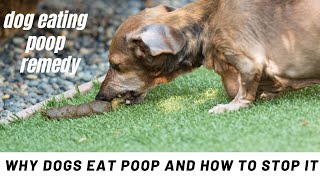 Dog eating poop remedy | Why Dogs Eat Poop and How to Stop It
