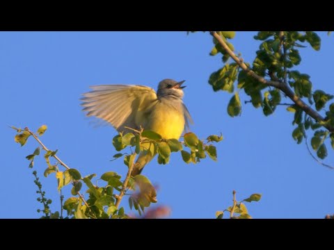 Postriežkar krikľavý (Tyrannus vociferans) — biotop a pohyb