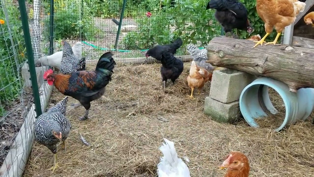 2020 Throwback - Black Copper Marans rooster singing his song.