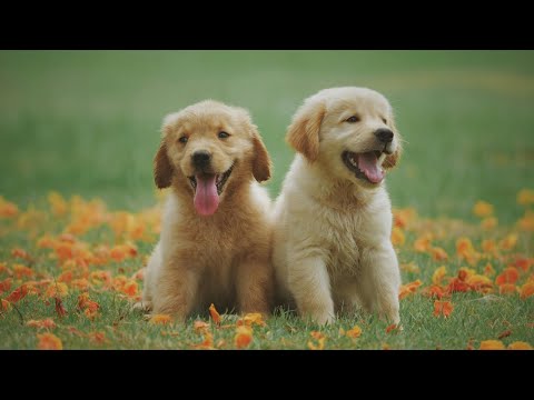 How Dogs Eat: A Fascinating Look at Their Eating Habits