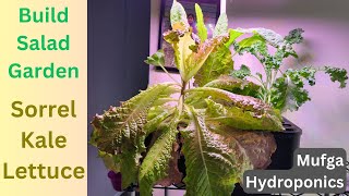 Salad Garden - Sorrel, Kale, Lettuce - Growing in Mufga Hydroponics system, MUFGA 12 Pods