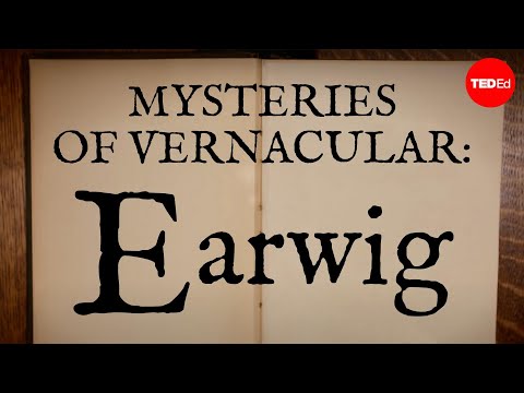 【TED-Ed】Mysteries of vernacular: Earwig - Jessica Oreck and Rachael Teel