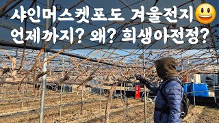포도샤인머스켓 동계전정? 언제까지? 왜? 희생아전정?