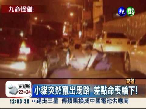 小貓卡輪圈 機"警"逗弄助脫困!