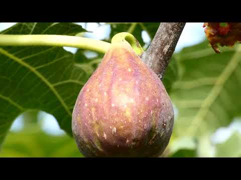 Contessina Feige HBLFA Schönbrunn Außenstelle Jägerhausgasse Rundgang Sorten Superzoom fz80/82/83