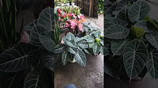 Download lagu Stok baru mp3