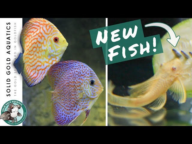 NEW FISH for the Discus Tank! // Unboxing & Discus Update