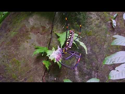 Giant Golden Orb Weaver Spider | Catching a tasty meal.