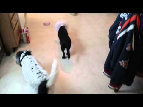 Wilbur on acepromazine