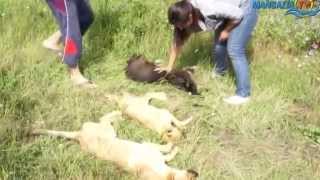 preview picture of video 'Chien de Mangalia libéré puis empoisonné dans les rue'