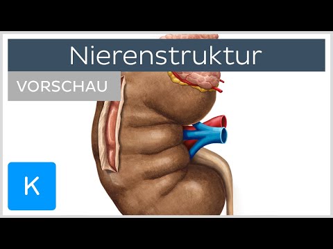 Niere und Nebenniere (Vorschau) - Anatomie, Aufbau und Funktion | Kenhub