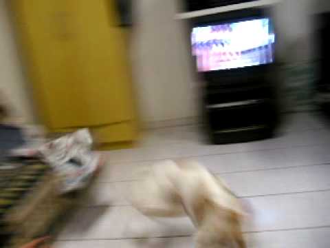 A whippet e o tricolor