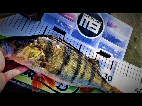 AHVENELLE MAISTUU RAPUJIGI | TESTISSÄ MICROBITEN UUTUUS JIGI DECAPOD | ISOIN AHVEN 36CM!