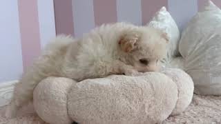 ハーフ犬の動画01