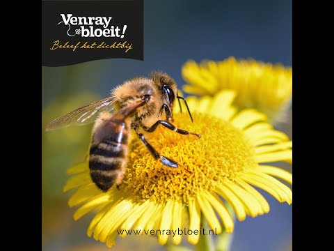 Venray bloeit, 't is er volop genieten, voor lekker slapen ga je naar ZieZo.