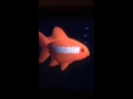 Nickelodeon Fish Logo