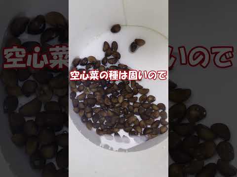 根菜の種まき時期: 根菜を逃さないように園芸家のカレンダーが示していること  庭園