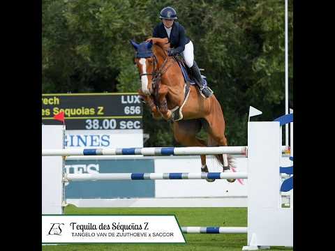 moeder TEQUILA DES SEQUOÏAS Z - 1.60