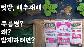 텃밭, 배추재배 / 무름병? 왜? 방제하려면?
