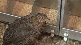 Újra reneszánszát éli a fürjtenyésztés Magyarországon