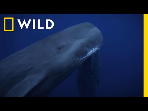 Zobacz, jak kaszaloty karmią swoje młode piersią! | Tajemniczy świat waleni