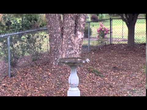 Birds taking bath 2015 11 01 15 51 27