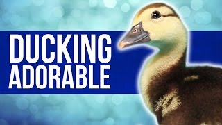Ducking Cool Duck Facts (Ft. Pip the BuzzFeed Duckling)