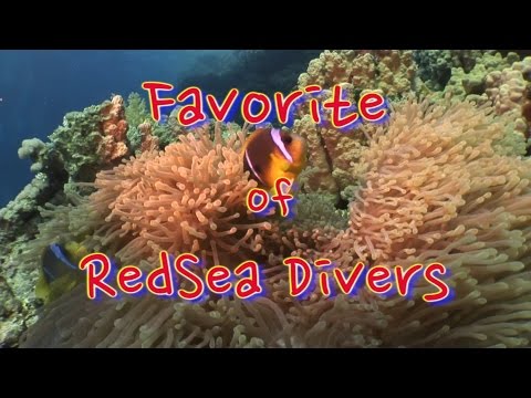 Favorite of RedSea Diver, Safaga - allgemein,Ägypten