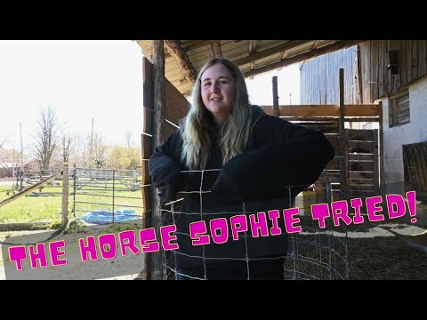 All About The Horse Sophie Tried!