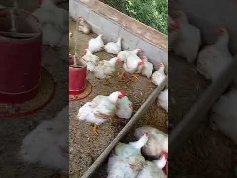 Galpón de pollos. Císneros, Antioquia.