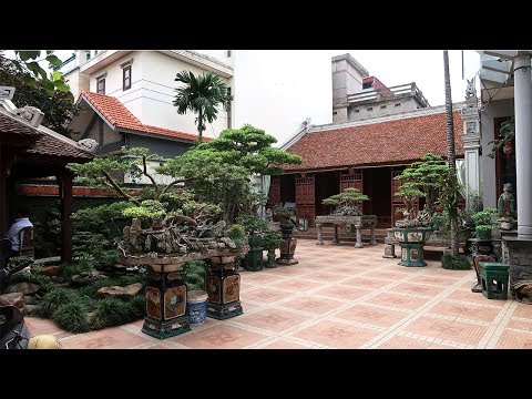 Thăm một sân cây cảnh nghệ thuật và nhà cổ đẳng cấp ở Hà Nội