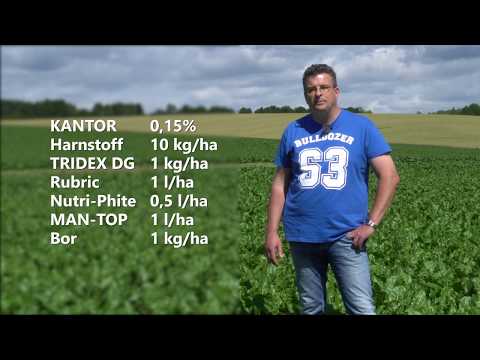 Zuckerrüben - Cercospora in Schach halten