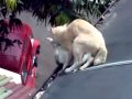 Jeddah Ngewek Kucing