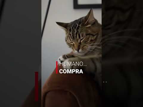 Mi gato aprobando departamentos en Antofagasta 🐱✔️