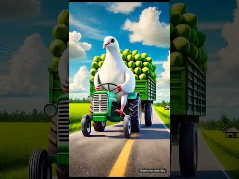 bog pigeon a coconut the the far#trending #viral #viralvideo @aiFamily-d3z