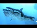 5 Headed Shark Full Movie In HD Quality