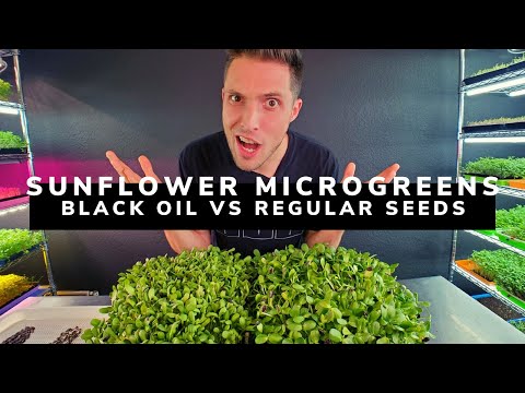 SUNFLOWER Microgreen Seed Comparison!