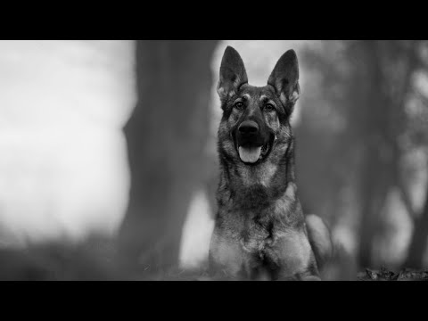 Athery Tenebris Bohemia - protection 11 months