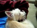 Westie Falling Asleep to Neil Young's "Far From Home"