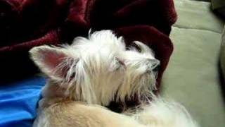 Westie Falling Asleep to Neil Young&#39;s &quot;Far From Home&quot;